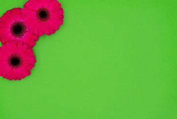 three pink gerbera flowers in front of a green background