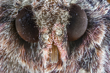 View of bugs