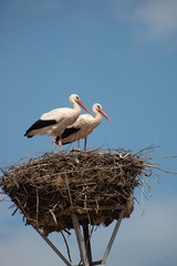 Two storks in spring-time with a blue sky, sitting together on top of a house in a nest made out of...