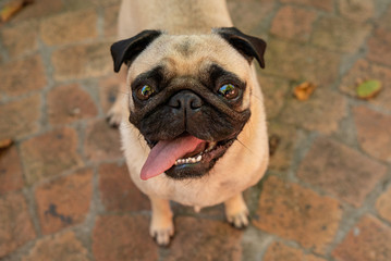 Gorgeous tan colored pug dog standing with tongue hanging out