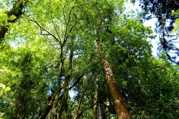 森の中　緑　風景　杤木
