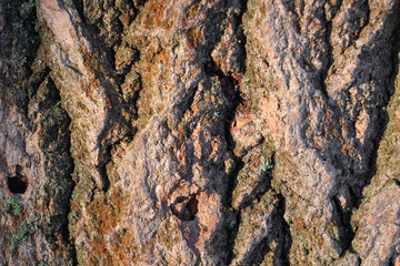 Rough texture of old wood bark in hard light