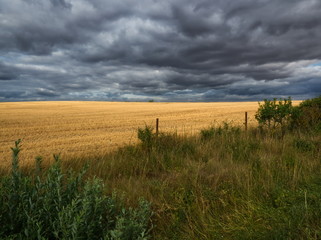 Light effect on wheat fields under a stormy sky in France