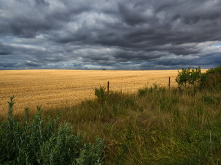 Fototapeta premium Light effect on wheat fields under a stormy sky in France