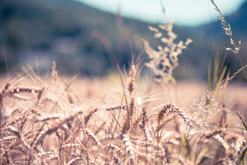 Fototapeta premium Spikelets of a wheat field close-up on a summer day