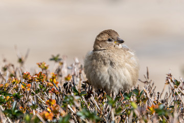 House Sparrow (Passer domesticus ) in natural background