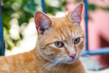 Getigerter Kater im Garten