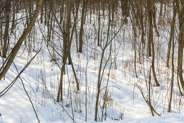 frost, snowy, frozen, day, beautiful, park, tree, ice, forest, season, outdoor, white, background, cold, landscape, snow, winter, nature