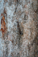 old wood texture for background or wallpapers