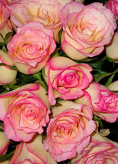 bouquet of pink roses