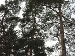pine trees against the sky: needles, branches and trunks