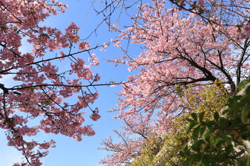 松田山の河津桜の風景