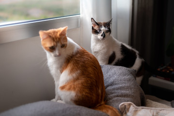 gato blanco y marron y gato blanco y negro sentados en un sofa, dejan de mirar por la ventana y mira hacia atras