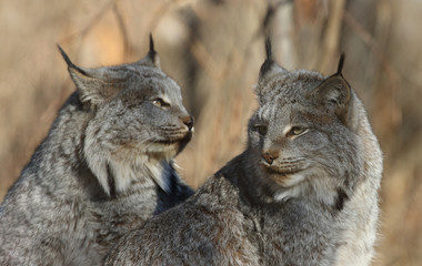 lynx in forest during fall