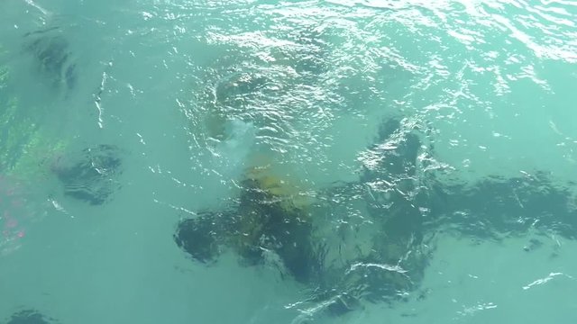 Two divers are trained in the pool. Learning to Scuba Dive in a Swimming Pool.  Discovery scuba diving course in deep pool