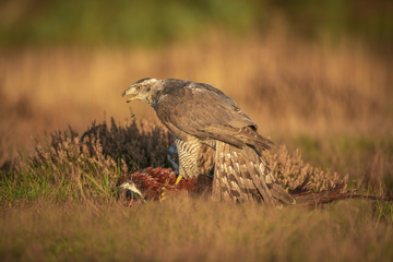 Northern Goshawk, Accipiter gentilis