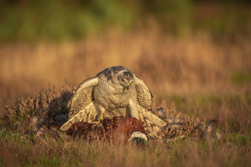 Northern Goshawk, Accipiter gentilis