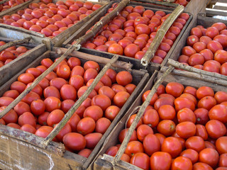 Tomates sur un marché d'Antsiranana (Diégo Suarez) à Madagascar