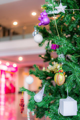 Cerbera odollam seed That is used to decorate the beautiful Christmas tree Shot against a blurred background. See bokeh lights.