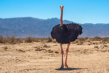 Male of African ostrich (Struthio camelus) in nature reserve park, Middle East