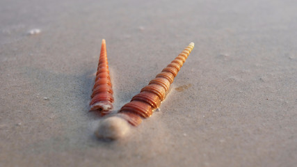 sea shells on the beach