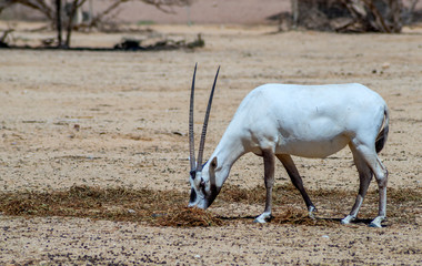 Antelope Arabian white oryx (Oryx dammah) inhabits native environments of Sahara desert, recently introduced into nature reserves of the Middle East