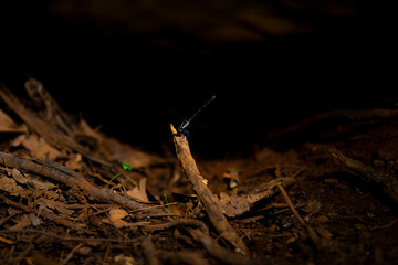 Common Flatwing damselfly resting on forest floor