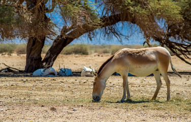 Onager is semi-domesticated donkey inhabits nature reserve parks in the Middle East