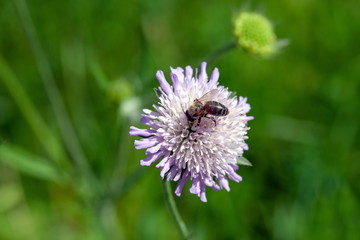 westliche Honigbiene auf Cumbria Wildflowers