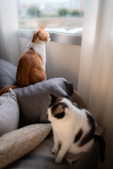 foto vertical. gato blanco y marron mira por la ventana. 
