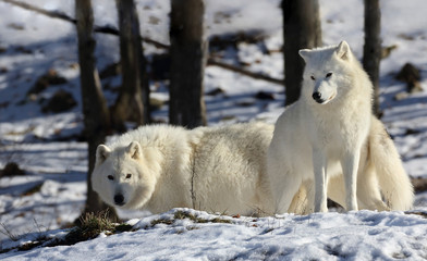 arctic wolves in nature during winter