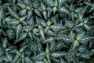 veins and vessels of natural leaf