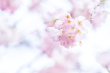 桜cherry blossom 15