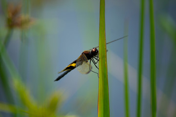Macro Yellow-striped Flutterer resting on blade of grass