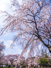 Fototapeta premium 桜 cherry blossom 27