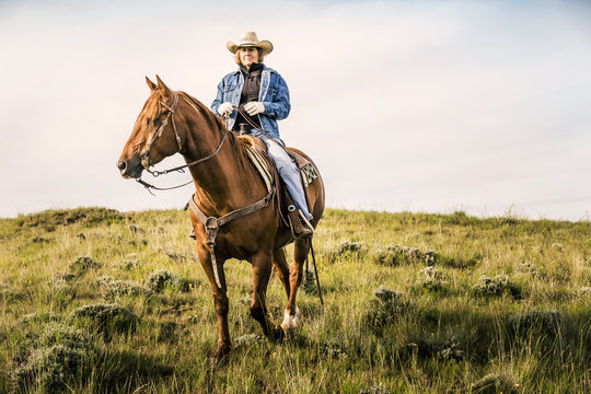 Cowgirl on horseback herding cattle in pieceful prairie setting. Cody, Wyoming, USA