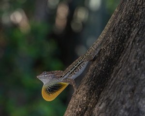 striped anole