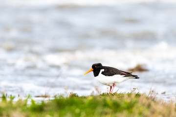 Austernfischer an der Nordsee
