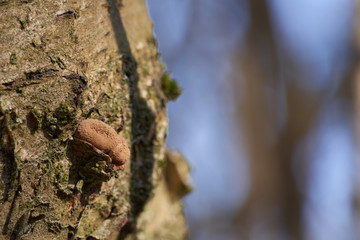 Inedible mushroom Encoelia furfuracea in the forest. Wild small brown mushroom growing on the wood. Fungus on hazel tree, sunny day.