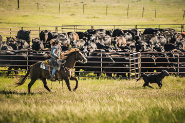 Landscape of green fields with cattle grazing. Cody, Wyoming, USA