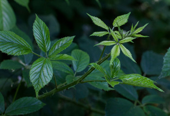 Texture image of green leaves of the field