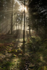 Fototapeta premium Light rays in a misty forest in Lake District