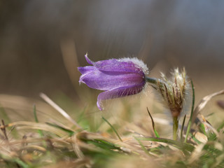 Pulsatilla grandis blooming in the early spring
