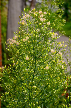 Canadian Horseweed (Conyza canadensis)