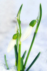 Snow drops in spring with snow, vertical
