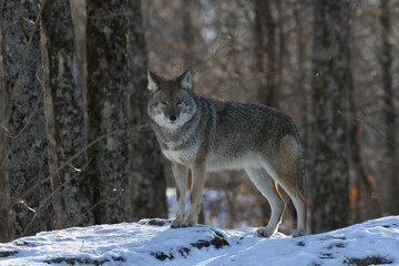 coyote in forest during winter