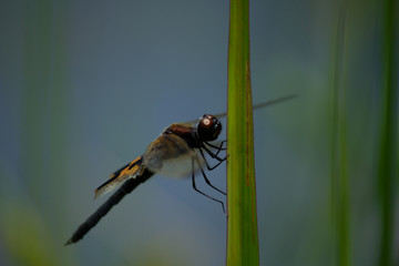 Macro Yellow-striped Flutterer resting on blade of grass