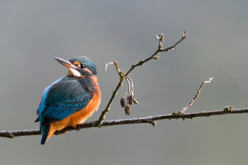 Eisvogel schaut nach hinten