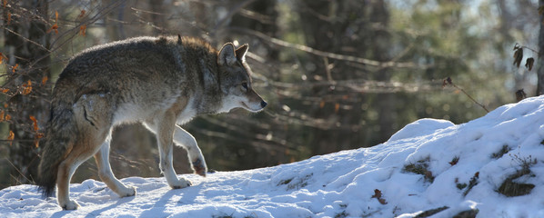 coyote walking in forest during winter © karlumbriaco