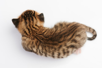 Cute kitty cat